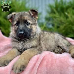 Nova, German Shepherd Puppy