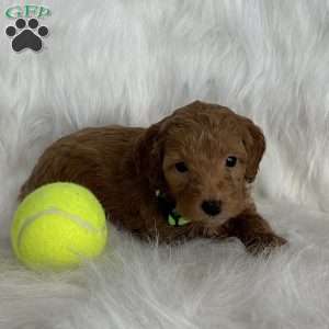 Toby, Mini Aussiedoodle Puppy