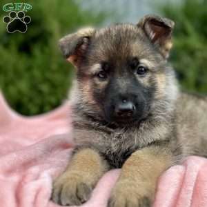 Nova, German Shepherd Puppy