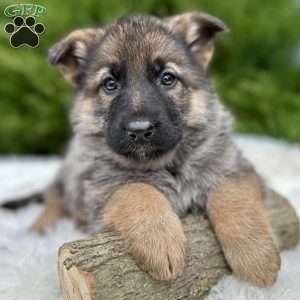 Nala, German Shepherd Puppy