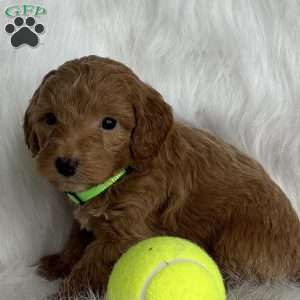 Toby, Mini Aussiedoodle Puppy