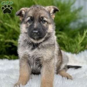 Nala, German Shepherd Puppy