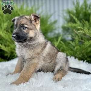 Nala, German Shepherd Puppy