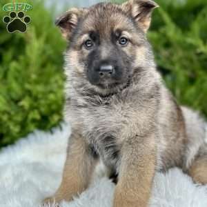 Nala, German Shepherd Puppy