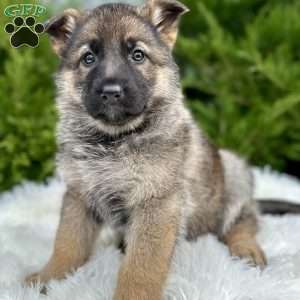 German Shepherd Puppies For Sale - Greenfield Puppies
