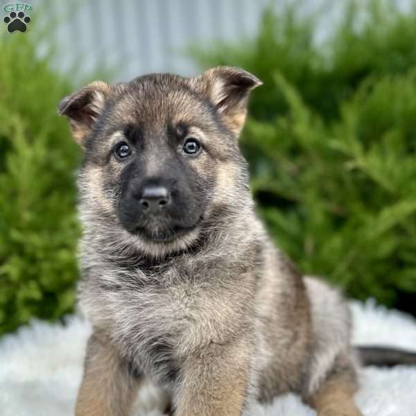 Nala, German Shepherd Puppy