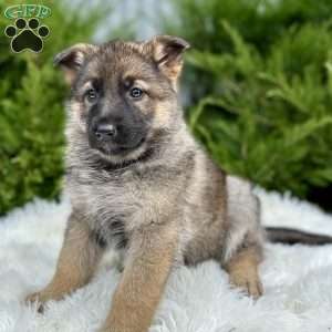 Nala, German Shepherd Puppy