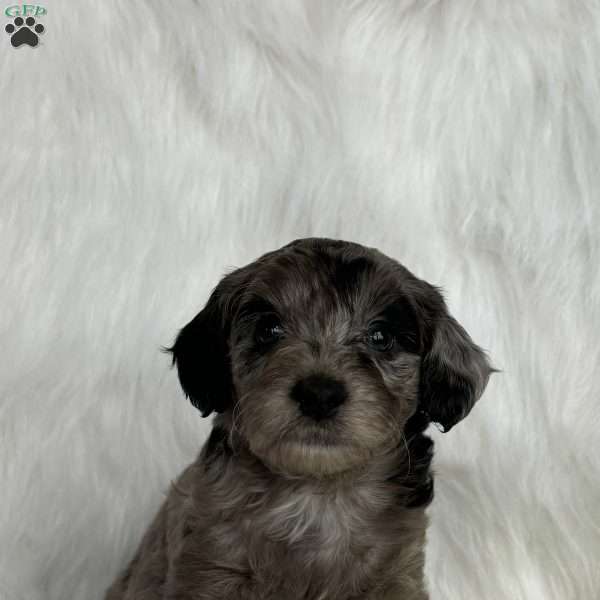 Bandit, Mini Aussiedoodle Puppy