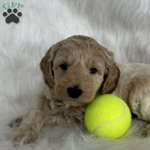 Blaze, Mini Aussiedoodle Puppy