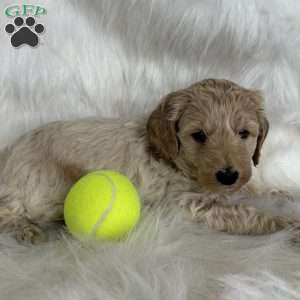 Blaze, Mini Aussiedoodle Puppy