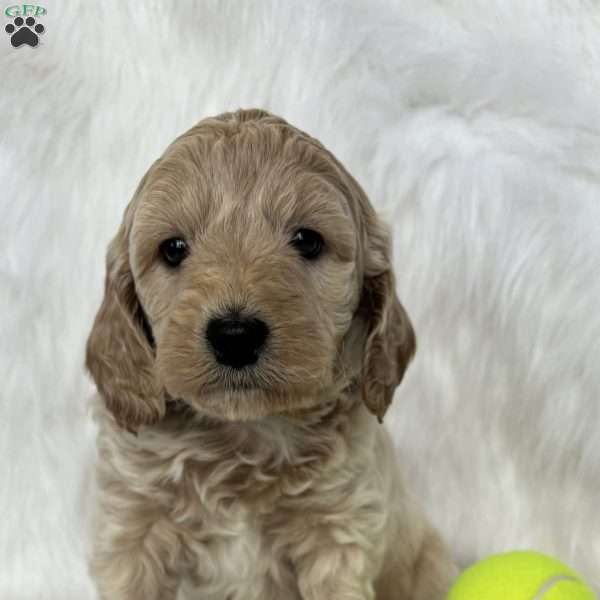 Blaze, Mini Aussiedoodle Puppy