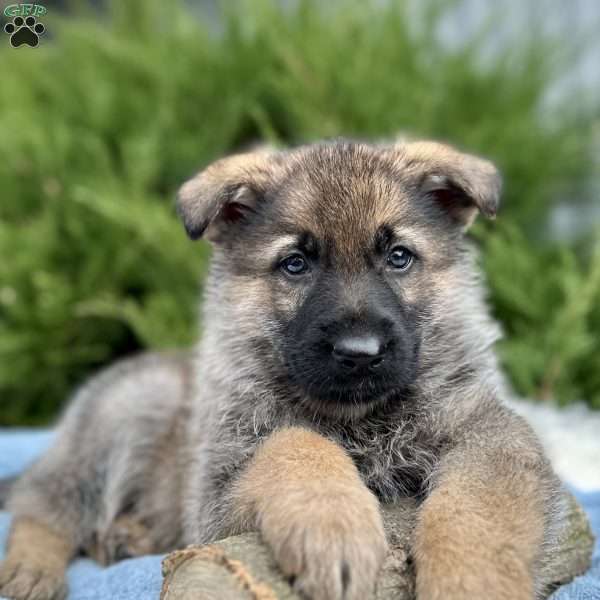 Bullet, German Shepherd Puppy