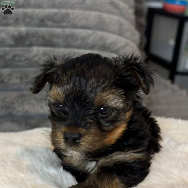 Joey, Yorkie Puppy