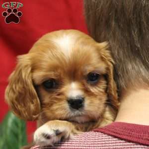 Ava, Cavalier King Charles Spaniel Puppy