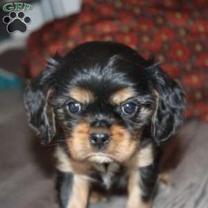 Abe, Cavalier King Charles Spaniel Puppy