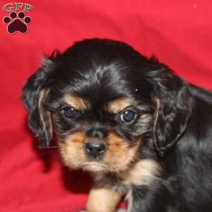 Abe, Cavalier King Charles Spaniel Puppy