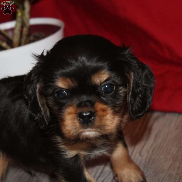 Abe, Cavalier King Charles Spaniel Puppy