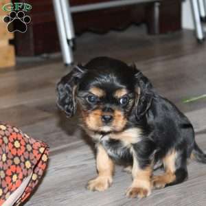 Abe, Cavalier King Charles Spaniel Puppy