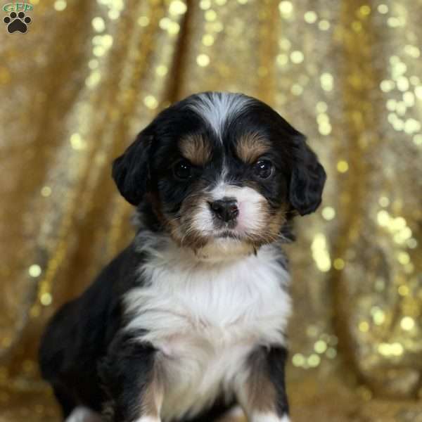 Cece, Miniature Bernese Mountain Dog Puppy