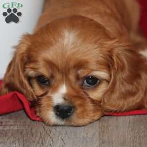 Abby, Cavalier King Charles Spaniel Puppy