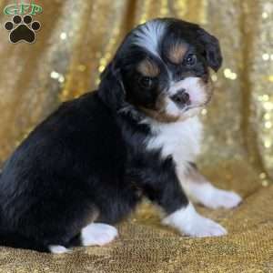 Cece, Miniature Bernese Mountain Dog Puppy