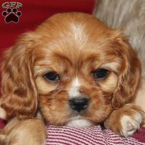 Abby, Cavalier King Charles Spaniel Puppy