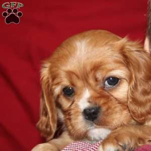 Abby, Cavalier King Charles Spaniel Puppy