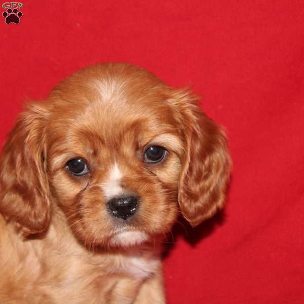 Abby, Cavalier King Charles Spaniel Puppy