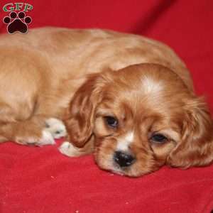 Abby, Cavalier King Charles Spaniel Puppy