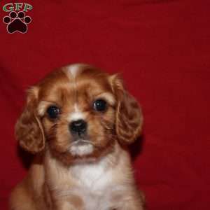 Ava, Cavalier King Charles Spaniel Puppy