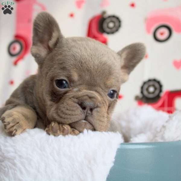 Rose, French Bulldog Puppy