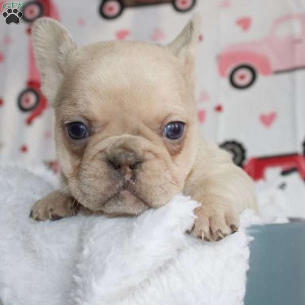 Juliet, French Bulldog Puppy