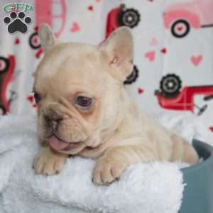 Juliet, French Bulldog Puppy