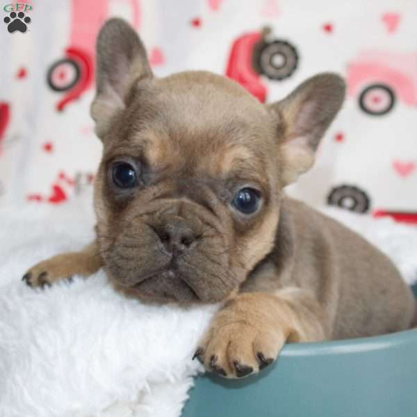 Charm, French Bulldog Puppy