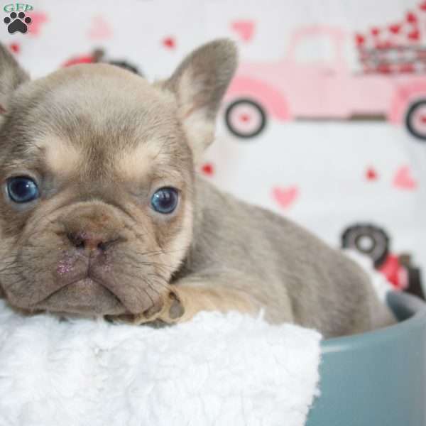 Charlie, French Bulldog Puppy