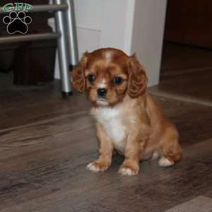 Ava, Cavalier King Charles Spaniel Puppy