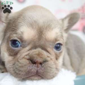 Charlie, French Bulldog Puppy