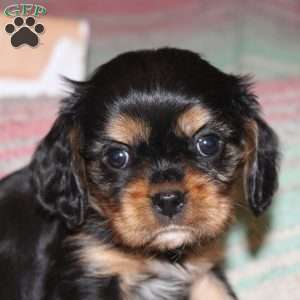 Abe, Cavalier King Charles Spaniel Puppy