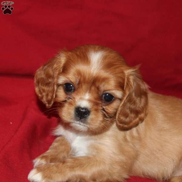 Ava, Cavalier King Charles Spaniel Puppy