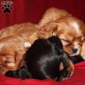 Abby, Cavalier King Charles Spaniel Puppy