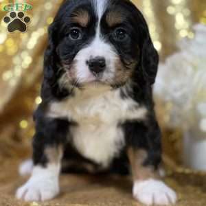 Chosen, Miniature Bernese Mountain Dog Puppy