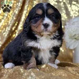 Connor, Miniature Bernese Mountain Dog Puppy