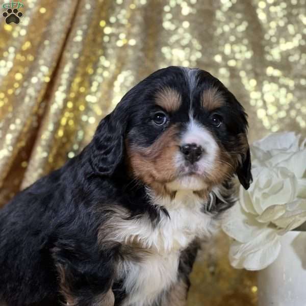 Connor, Miniature Bernese Mountain Dog Puppy