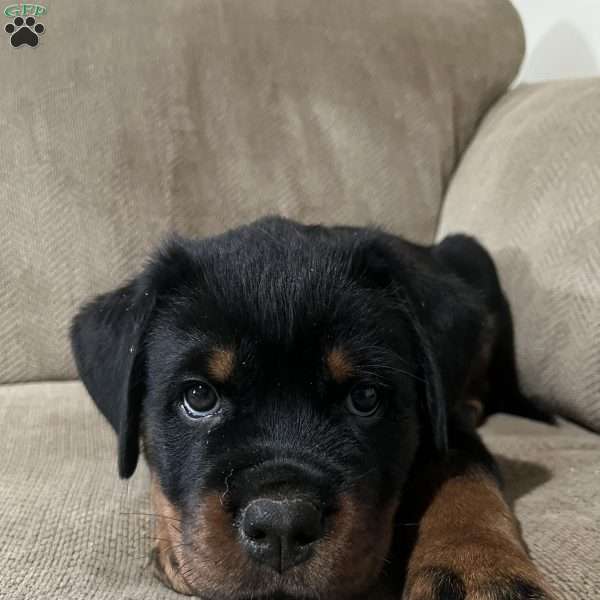 Rogue, Rottweiler Puppy