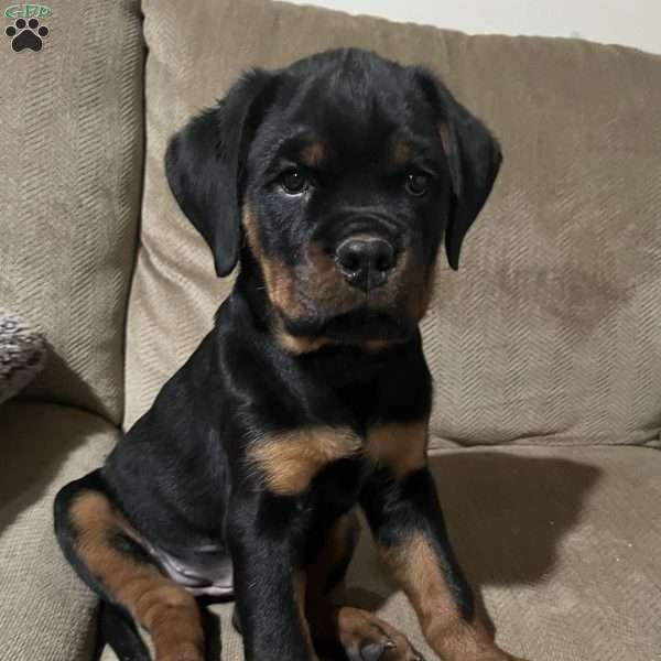 Mystique, Rottweiler Puppy