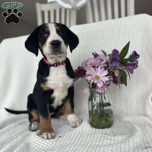 Hazel, Greater Swiss Mountain Dog Puppy