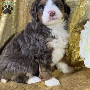 Martin, Mini Bernedoodle Puppy