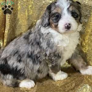 Mason, Mini Bernedoodle Puppy
