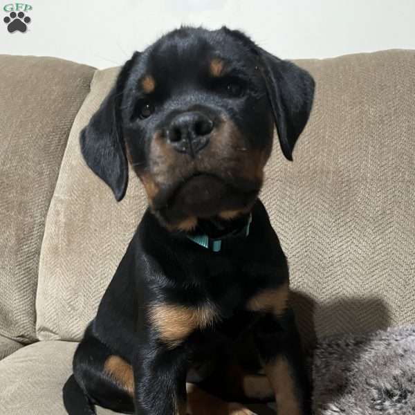 Gamora, Rottweiler Puppy