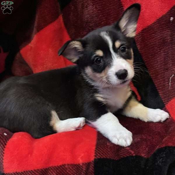 Kermit, Pembroke Welsh Corgi Puppy